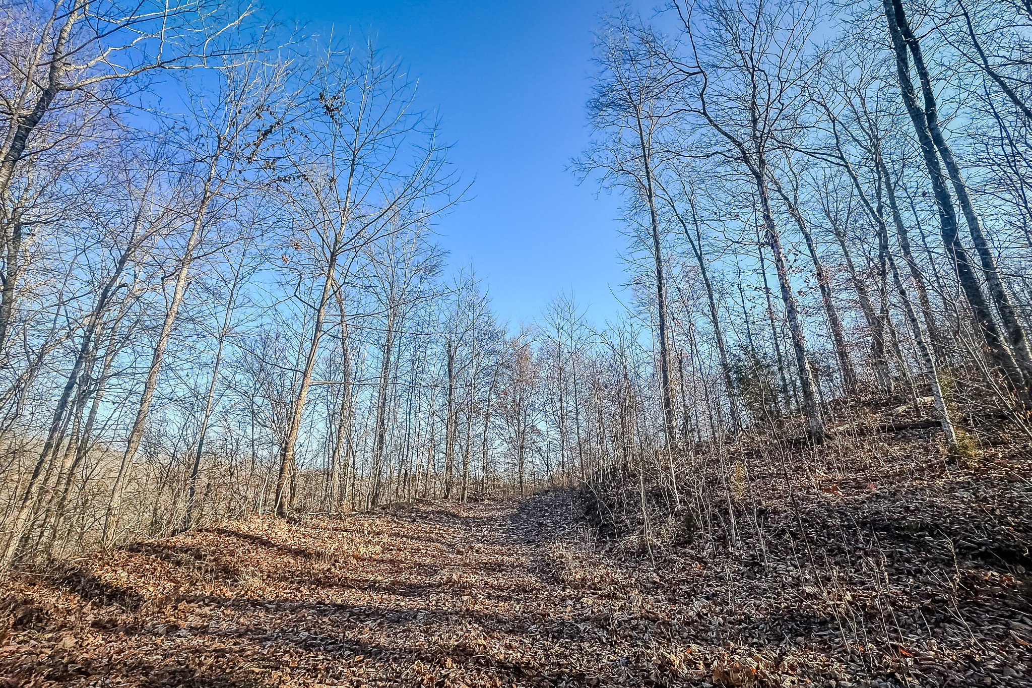 0 Mayberry Prong Road Linden, TN 37096 - Photo 9 of 16 a view of a yard with trees