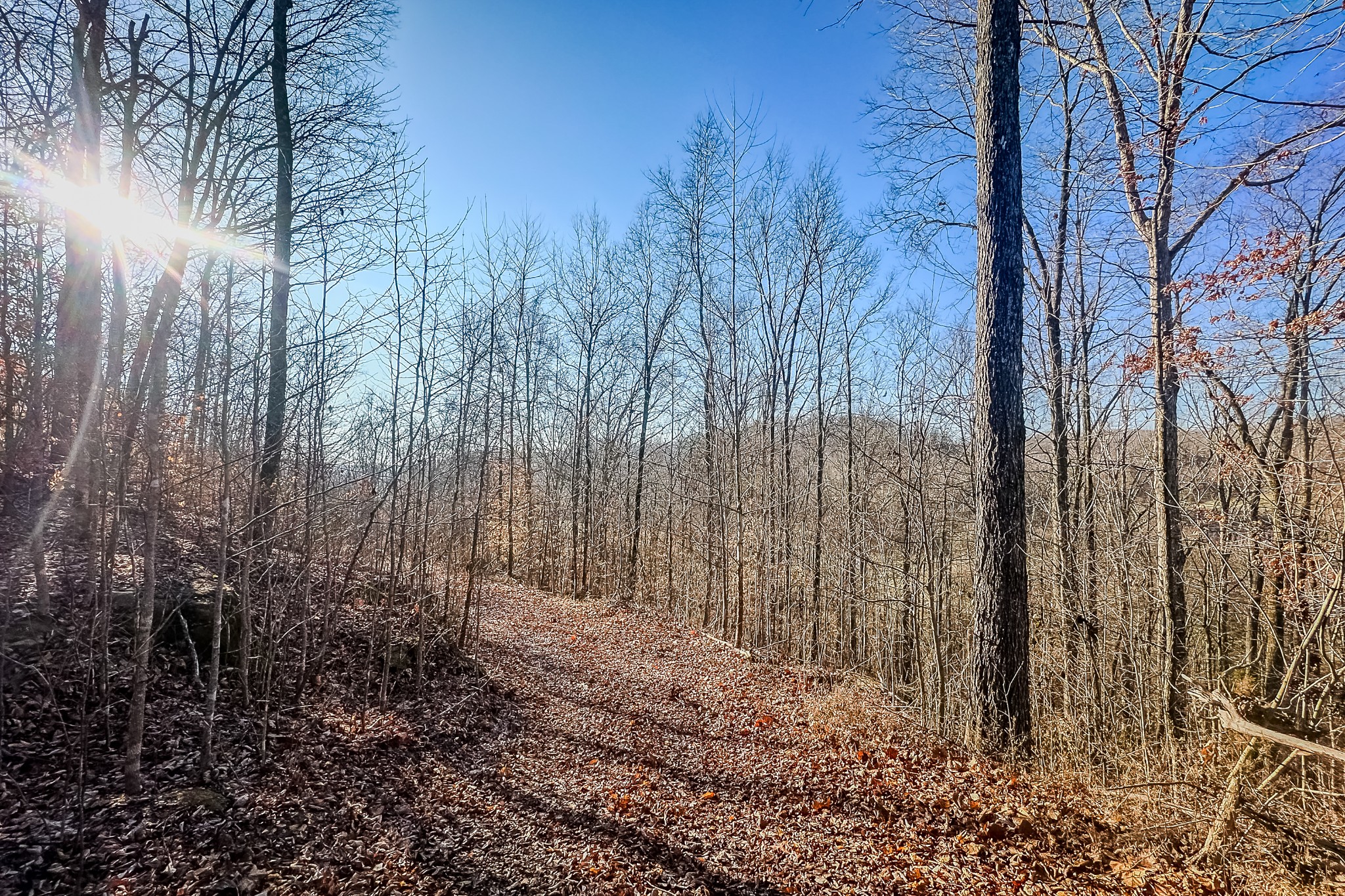 0 Mayberry Prong Road Linden, TN 37096 - Photo 10 of 16 a view of backyard with tree