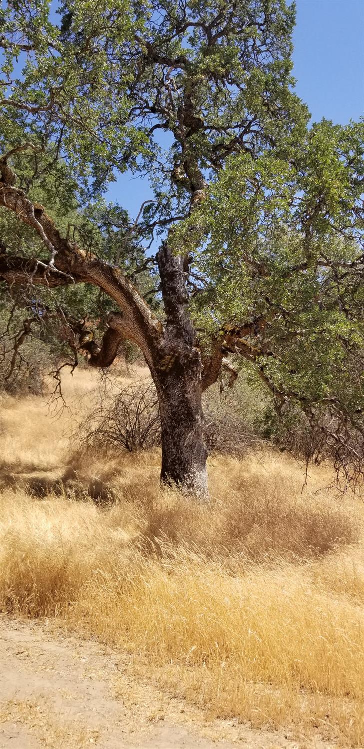 1 Hidden Valley Road Mariposa, CA 95338 - Photo 7 of 26 Gallery Image 7