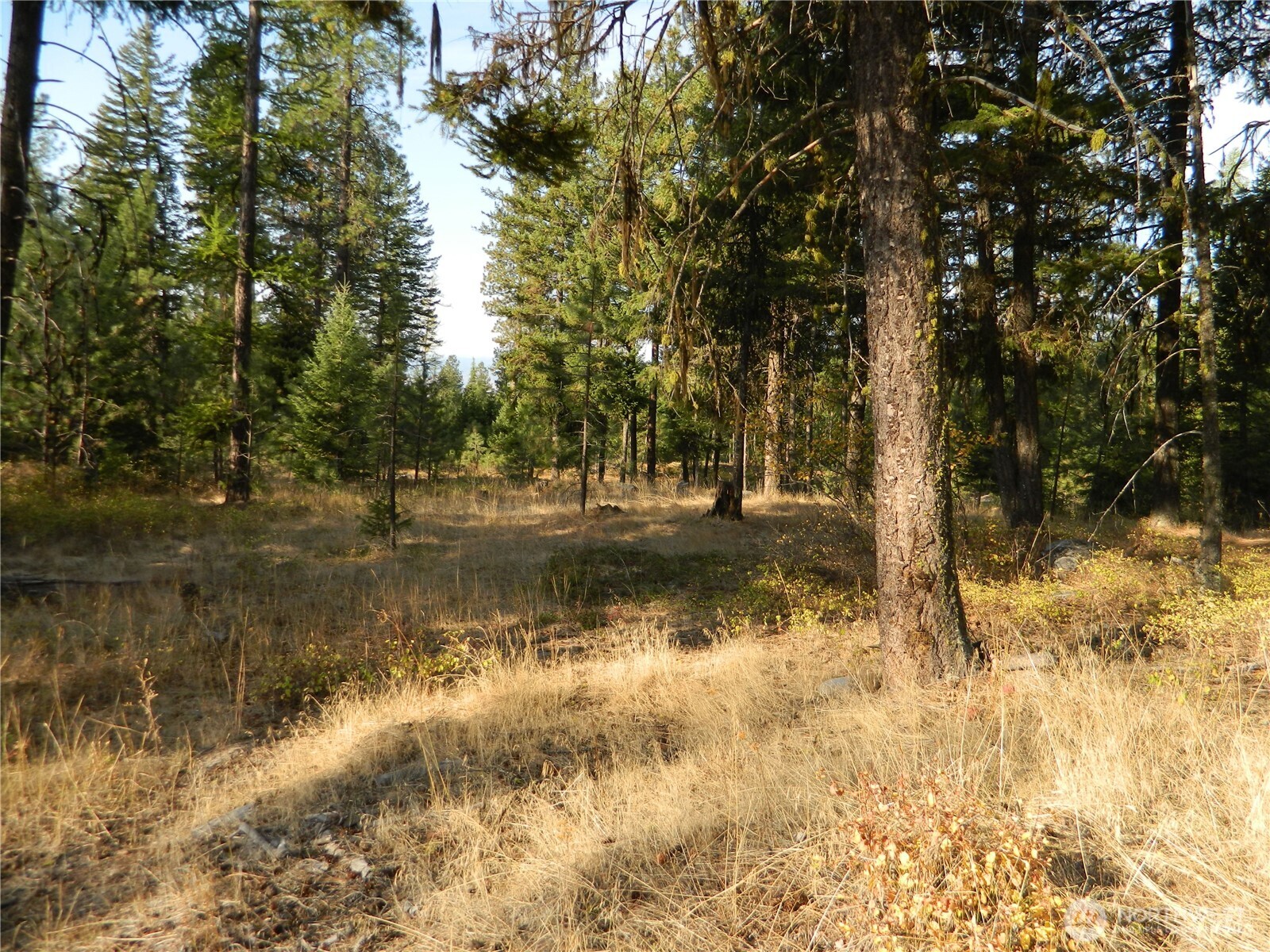 1111 Tbd Rone Road Tonasket, WA 98855 - Photo 10 of 15