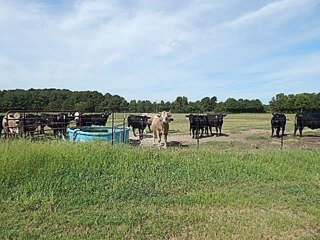 0 Slade Road Lena, MS 39094 - Photo 9 of 40 Photo 9