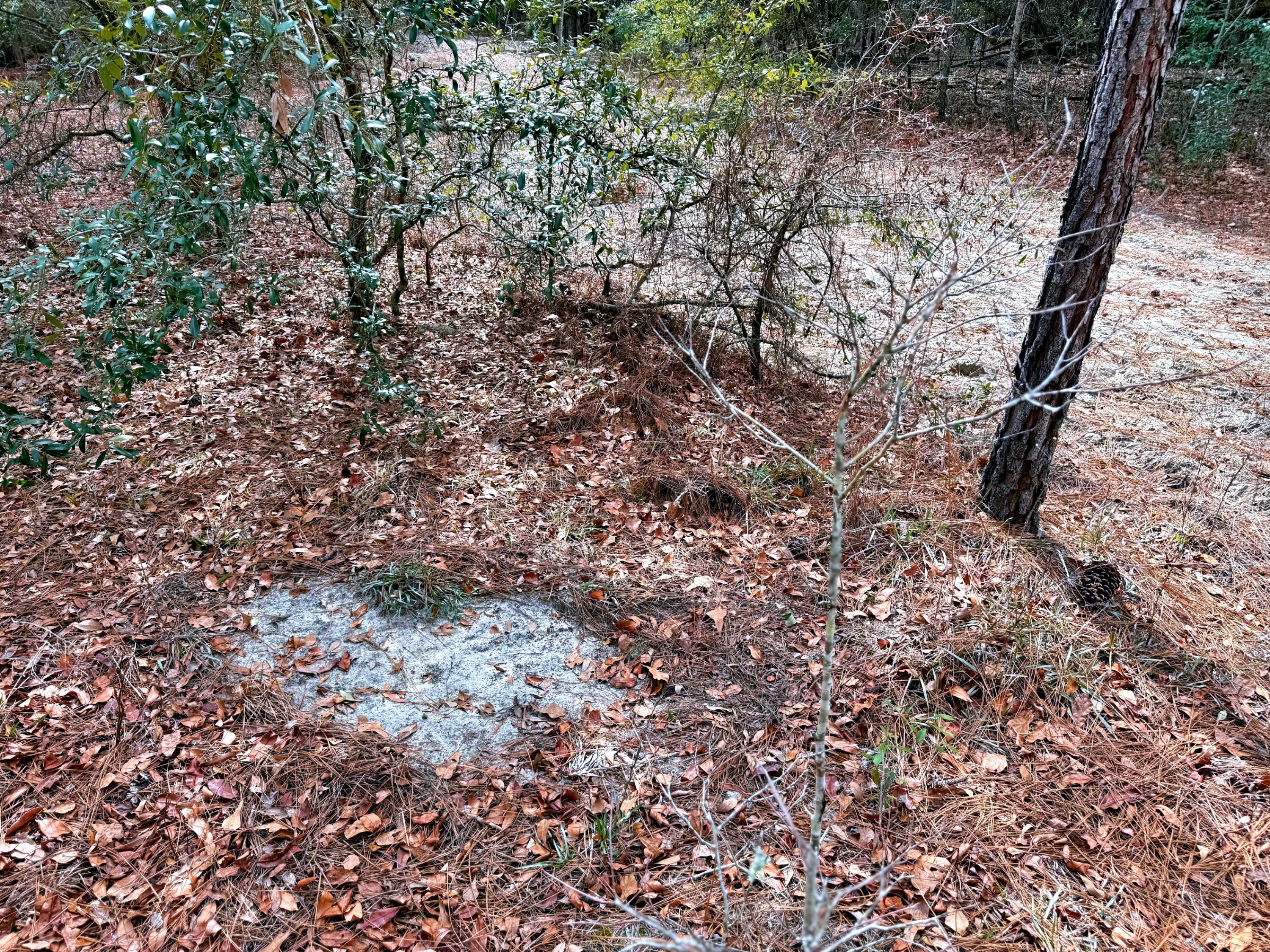 2400 River Road Greeleyville, SC 29056 - Photo 9 of 13