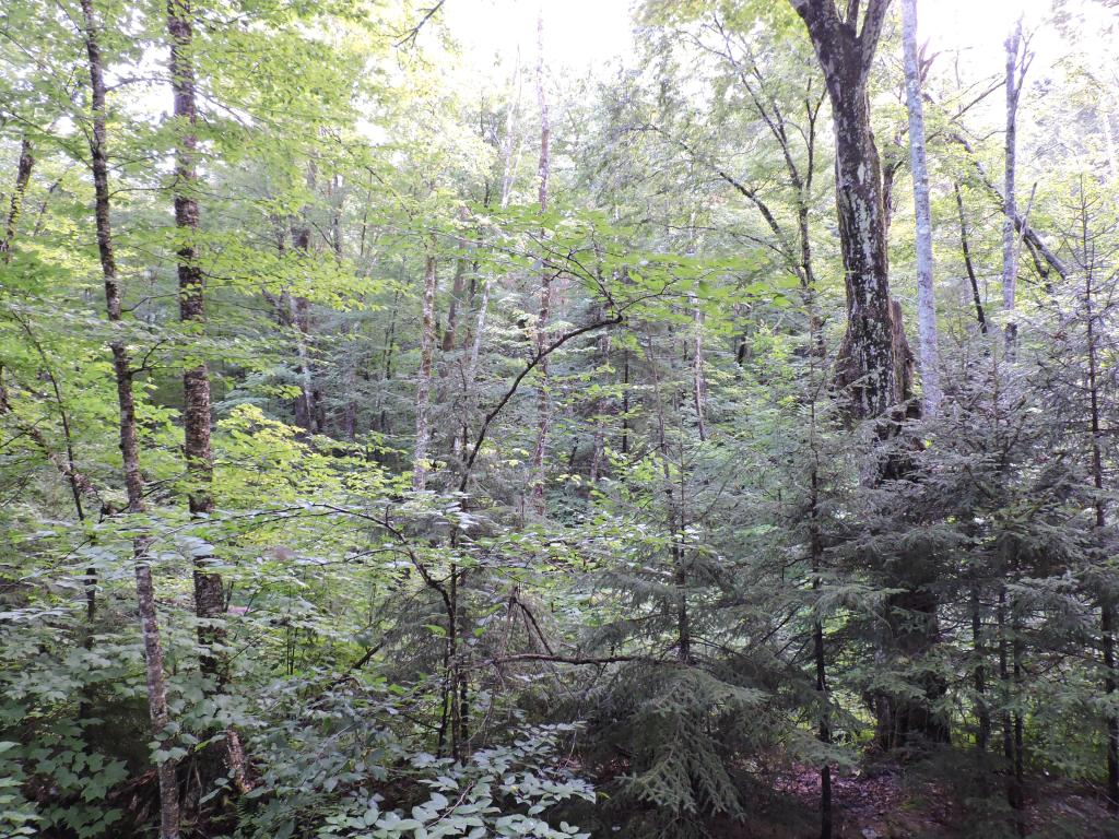 0 Little Sherburne Road Bridgewater Corners, VT 05035 - Photo 11 of 13 Gallery Image 11
