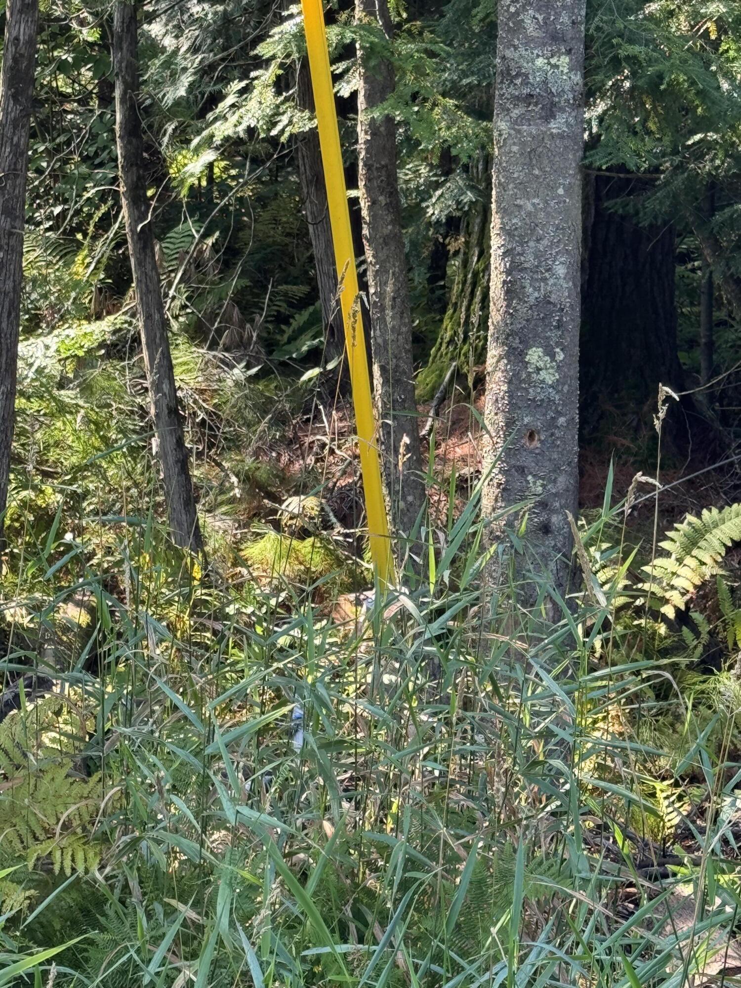 Lot 6-1 Lot Road Levant, ME 04456 - Photo 6 of 16 Stetson Road