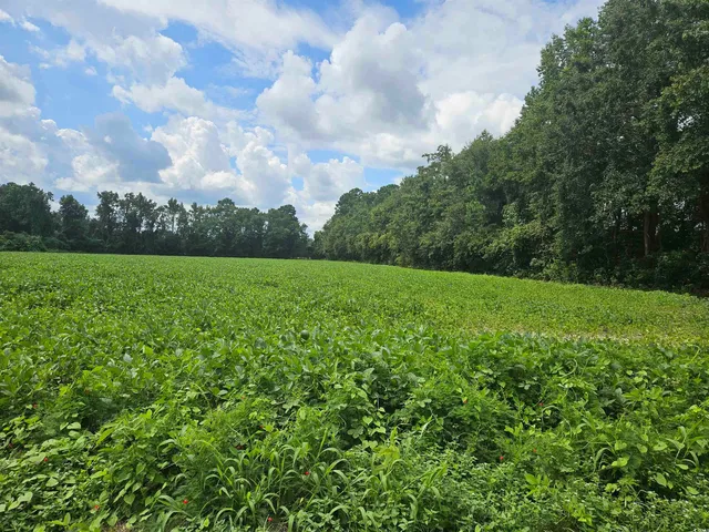 $506,600 | 36.4-acres-tbd 36.4-acres-tbd Black Creek Road, Nichols, SC 29581