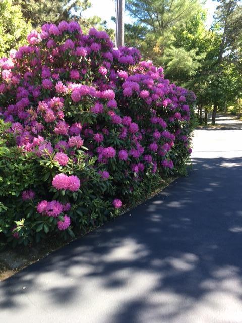854 Queen Anne Road Harwich, MA 02645 - Photo 33 of 36 Side Yard