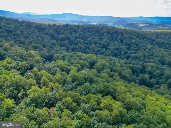 a view of a forest with a street