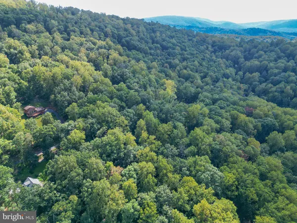 a view of a forest with a mountain