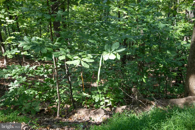 a backyard of a house with lots of plants