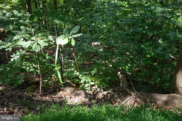 a close up of a tree in a garden