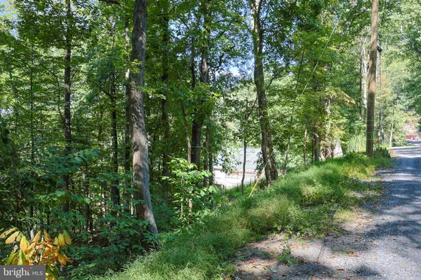 a view of a lush green forest