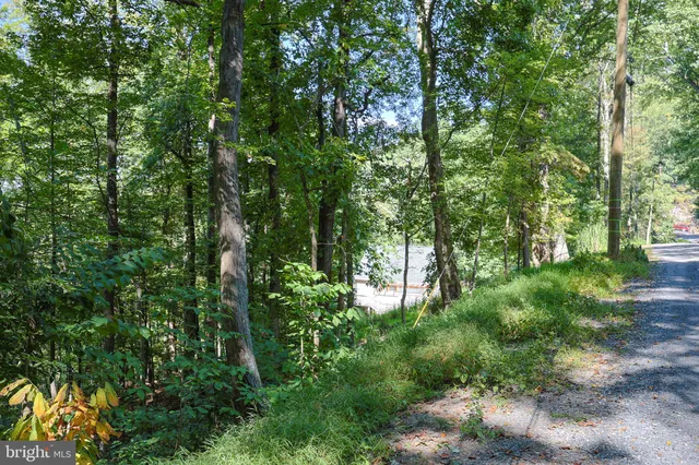 a view of a lush green forest