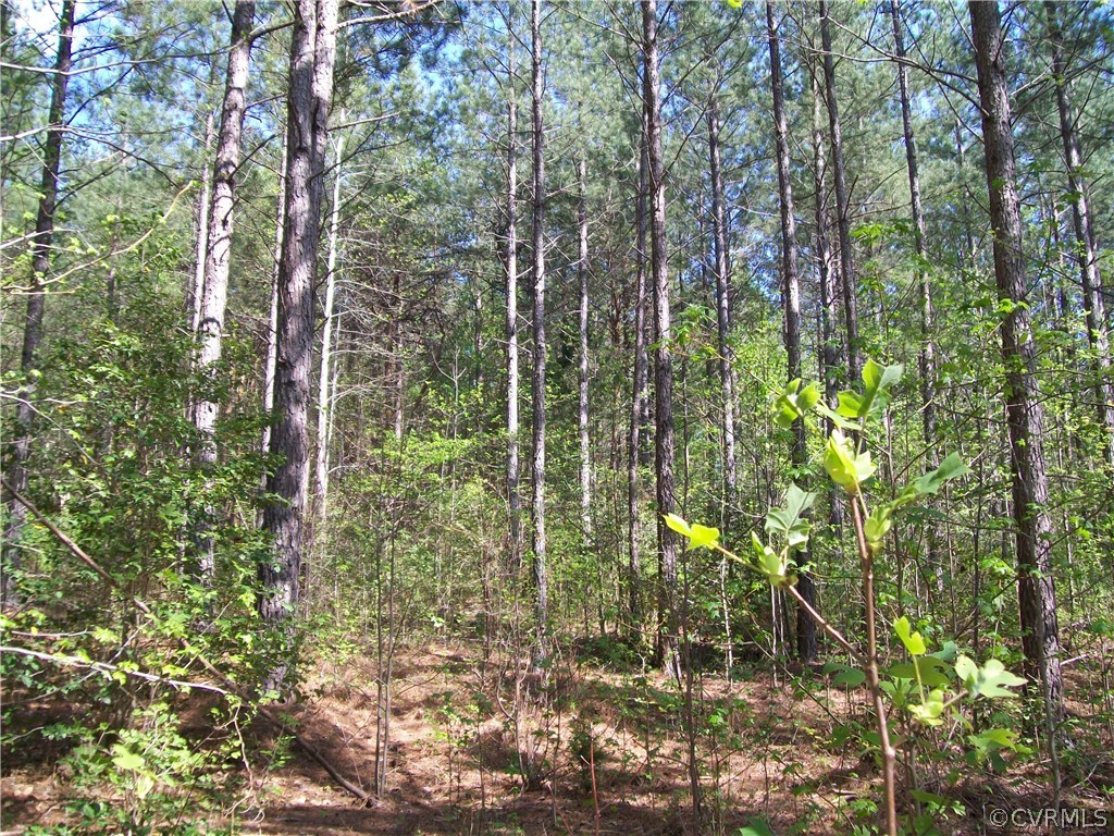 0 Hillside Road Ringgold, VA 24586 - Photo 17 of 39 a view of forest