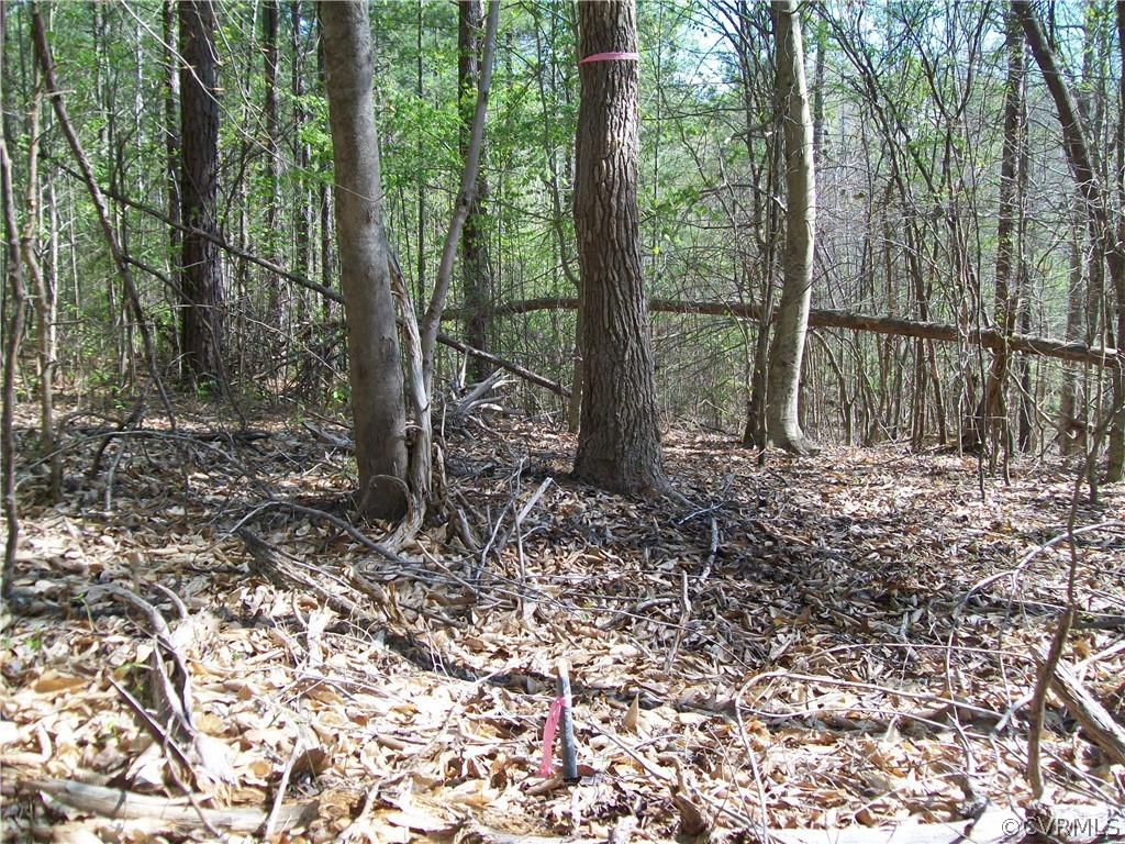 0 Hillside Road Ringgold, VA 24586 - Photo 18 of 39 a view of a forest with a tree