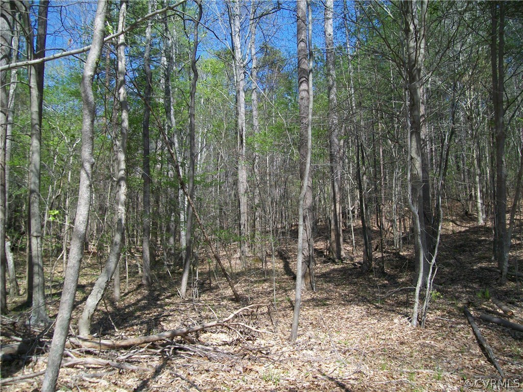 0 Hillside Road Ringgold, VA 24586 - Photo 19 of 39 a view of a forest with a tree