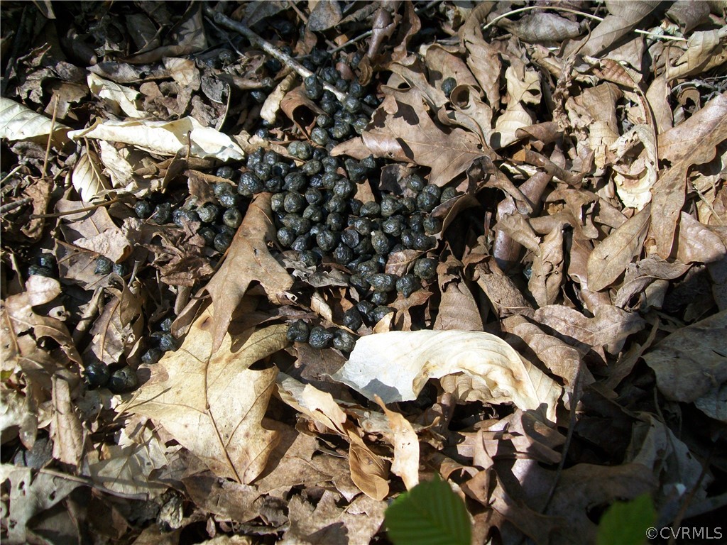 0 Hillside Road Ringgold, VA 24586 - Photo 28 of 39 a view of an outdoor space