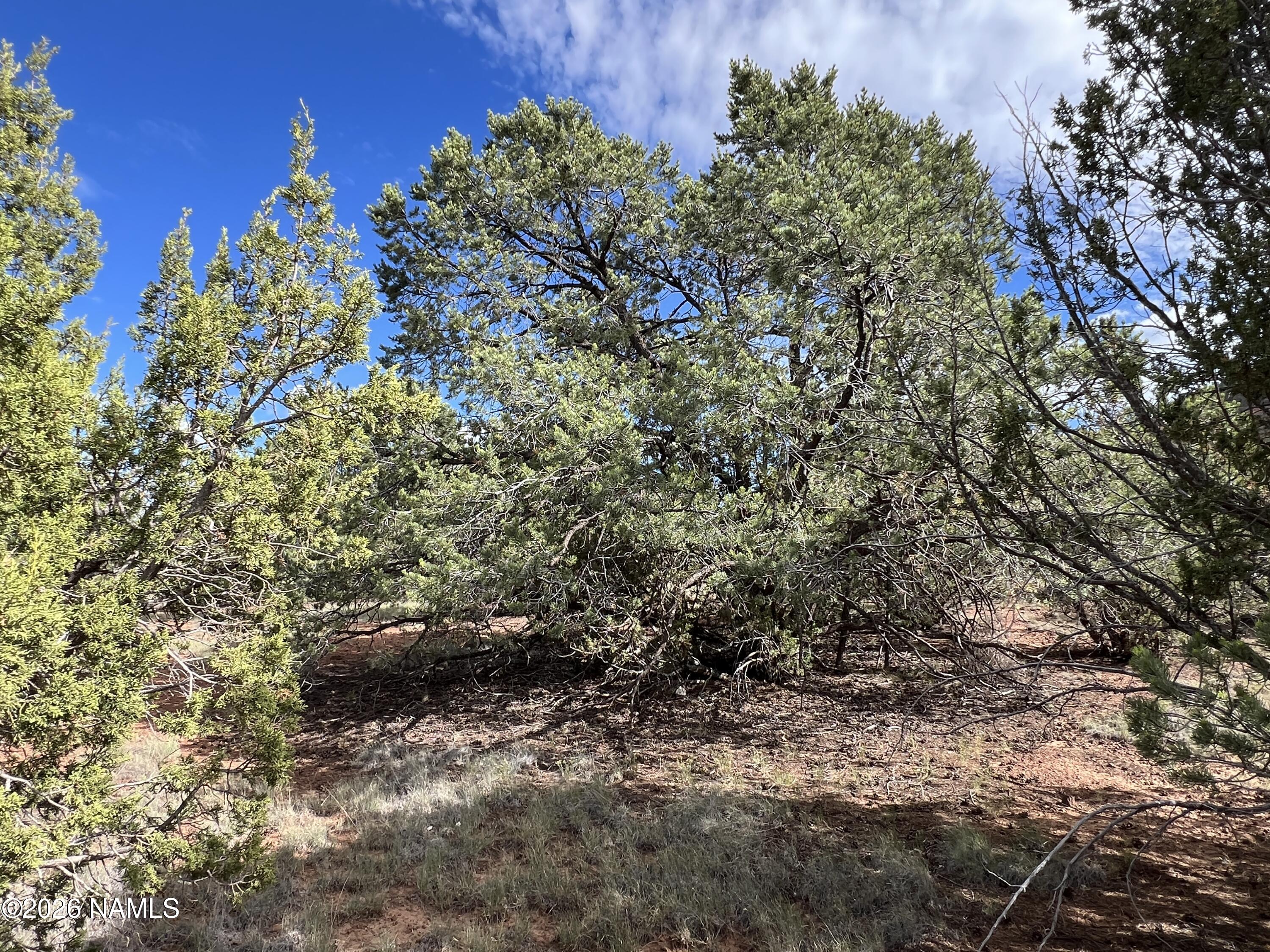 7197 North Red Lake Road Williams, AZ 86046 - Photo 10 of 13 IMG_3415
