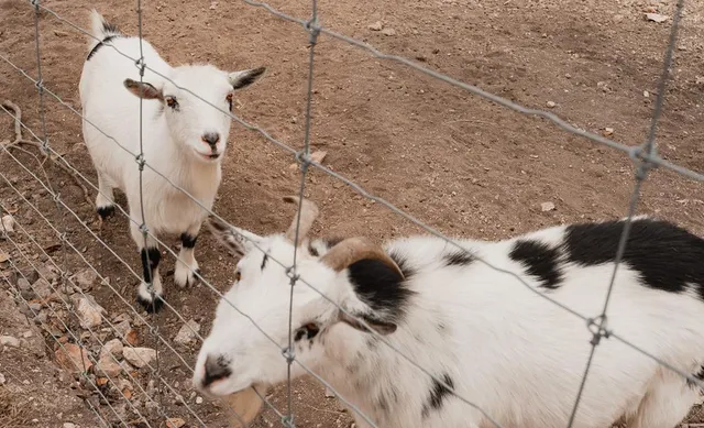 $1,975,000 | 903 Eichen Strasse, Fredericksburg, TX 78624