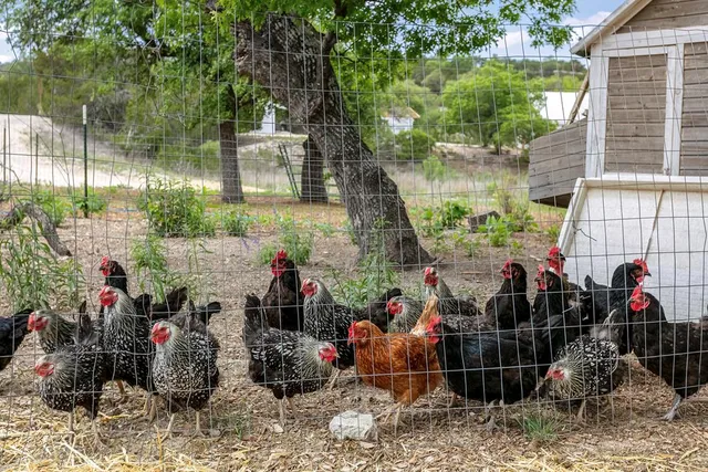 $1,975,000 | 903 Eichen Strasse, Fredericksburg, TX 78624