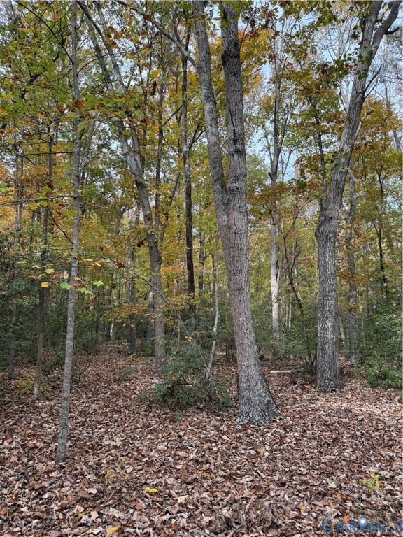 7 Scotland Landing Road West Point, VA 23181 - Photo 24 of 27 View of local wilderness