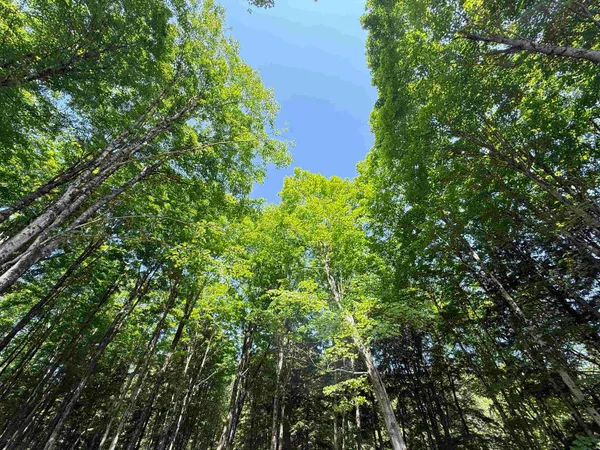 $175,000 | 0 Vt Route 14, East Montpelier, VT 05651