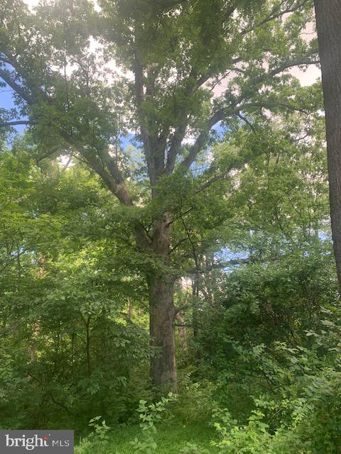5353 Cito Road McConnellsburg, PA 17233 - Photo 12 of 15 Majestic tree amidst lush greenery.