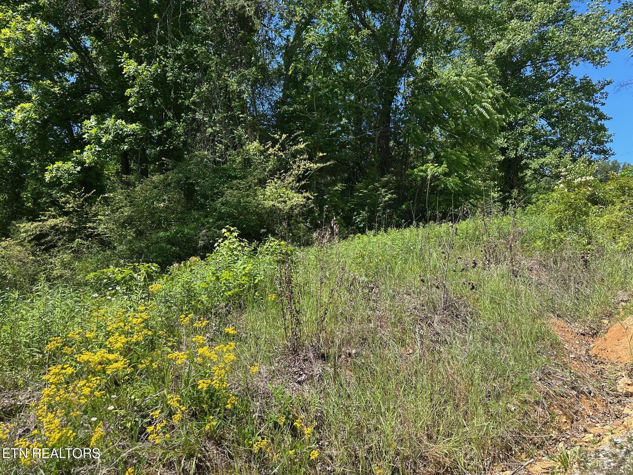 Mars Hill Rd Spring Spring City, TN 37381 - Photo 11 of 13 IMG_5636