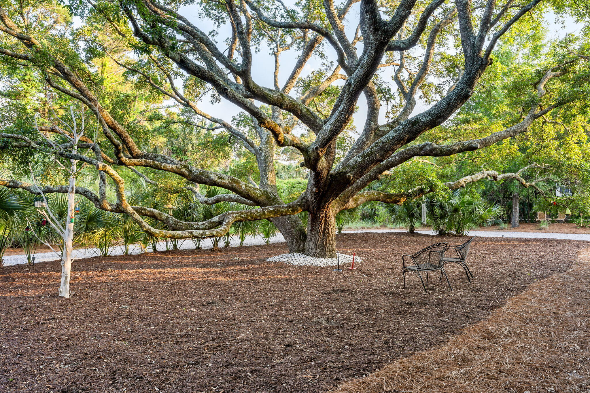 2213 Rolling Dune Road Seabrook Island, SC 29455 - Photo 71 of 121 Gorgeous Oak Tree