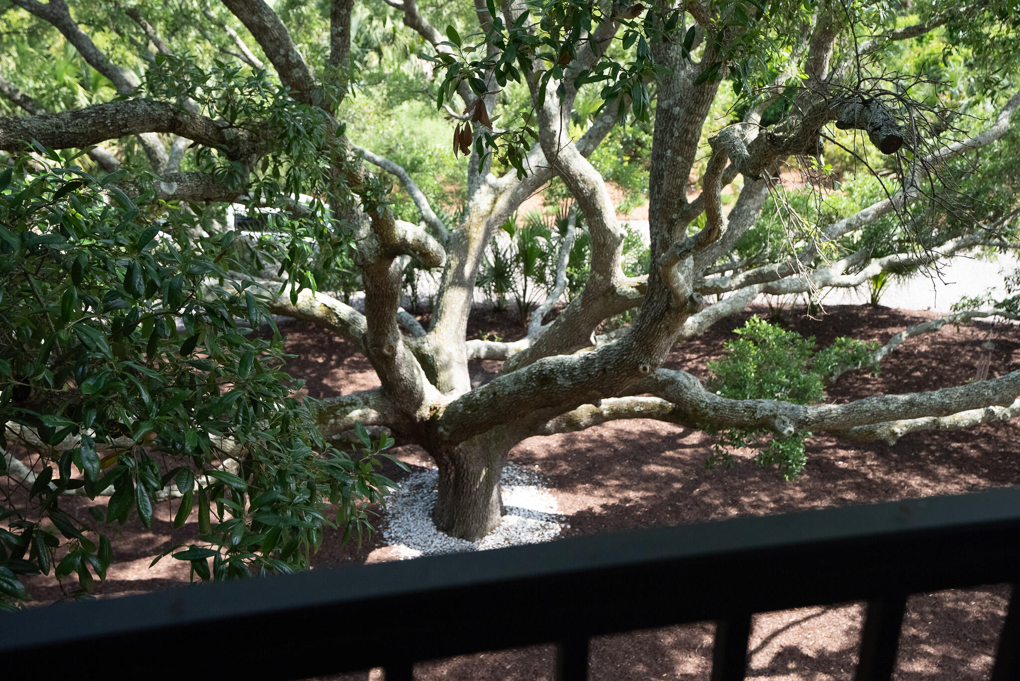 2213 Rolling Dune Road Seabrook Island, SC 29455 - Photo 96 of 121 Oak Tree
