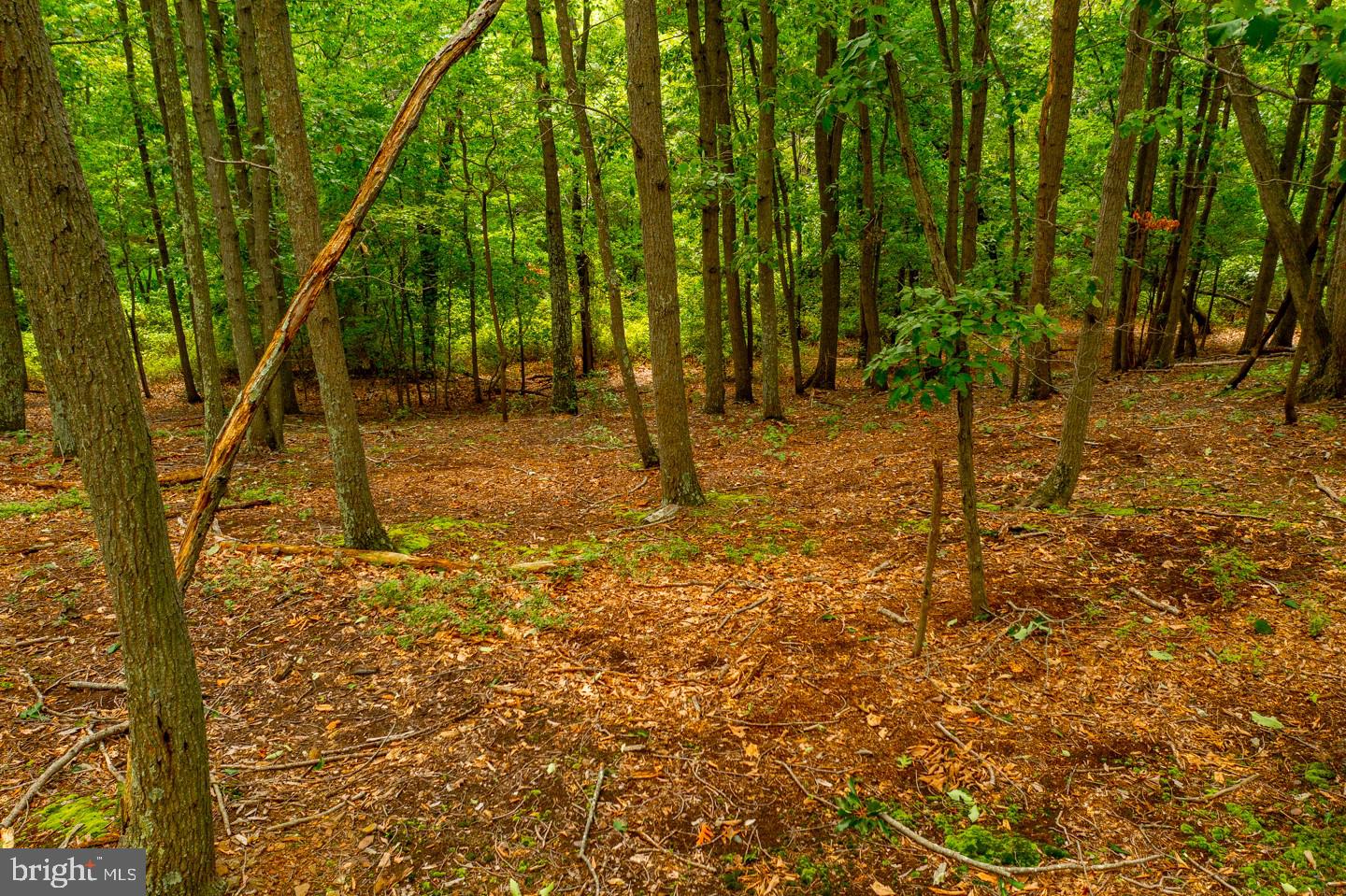 332 Juliustown Road Columbus, NJ 08022 - Photo 52 of 65 a view of yard with trees