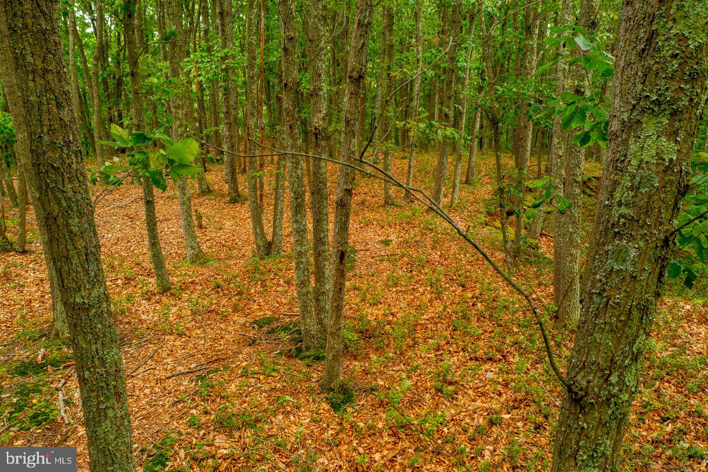 332 Juliustown Road Columbus, NJ 08022 - Photo 53 of 65