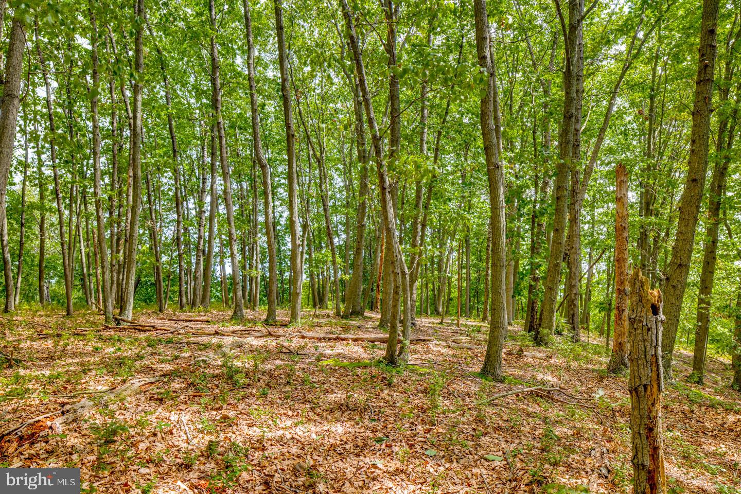 332 Juliustown Road Columbus, NJ 08022 - Photo 54 of 65 a view of field with trees