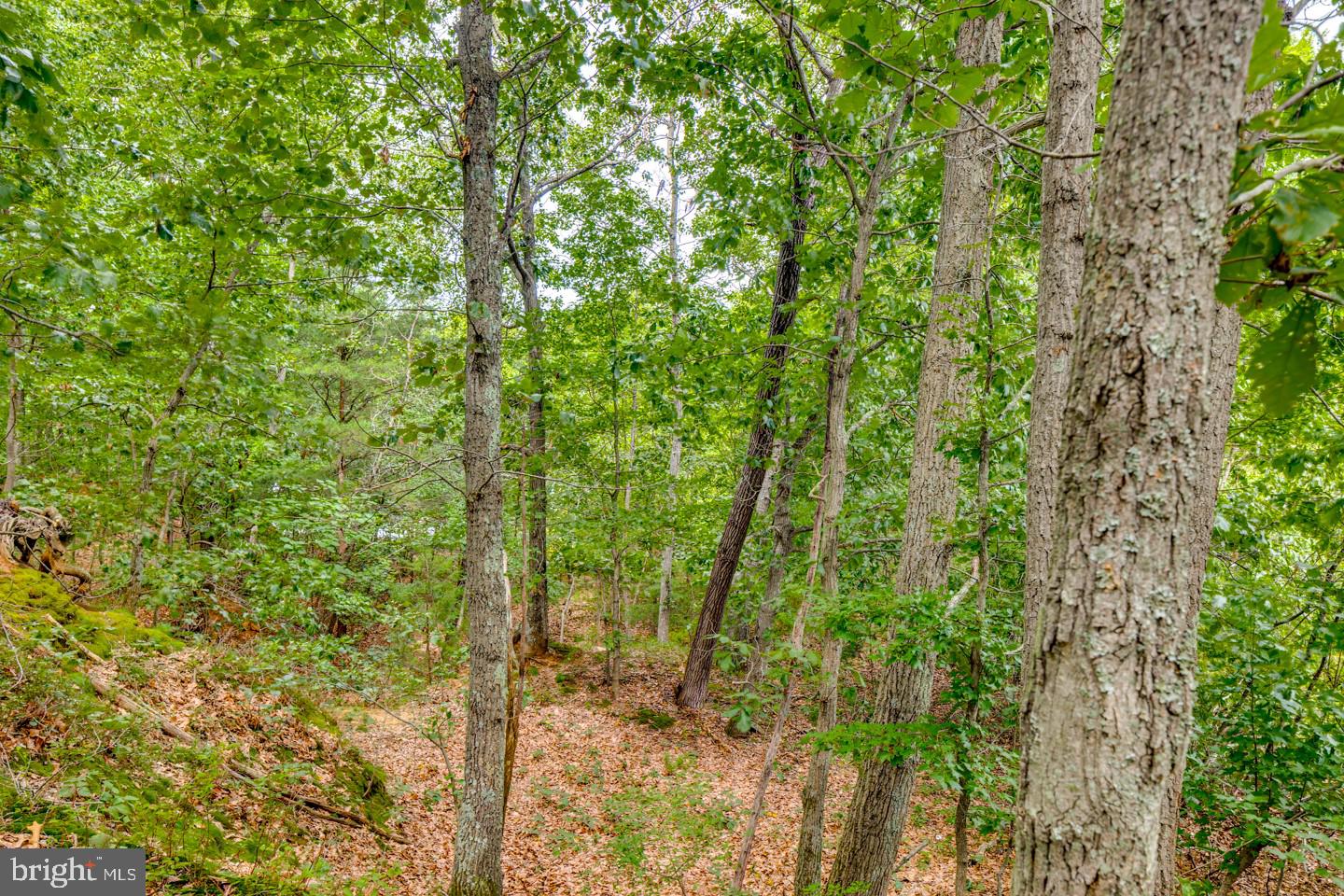 332 Juliustown Road Columbus, NJ 08022 - Photo 56 of 65 a view of a yard with plants and wooden bench