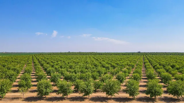 a house view with a garden