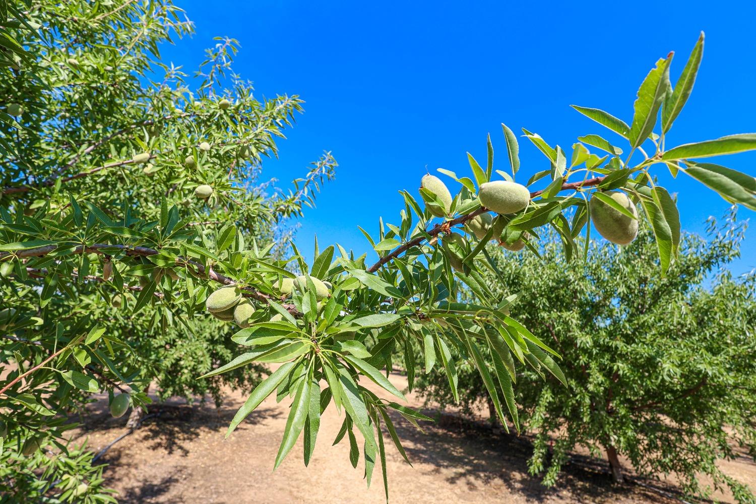10391 Gillette Road Le Grand, CA 95333 - Photo 80 of 83 a view of a tree with a plant