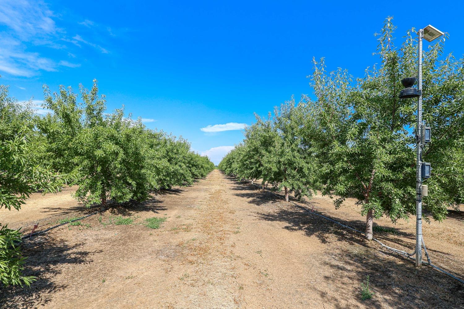 10391 Gillette Road Le Grand, CA 95333 - Photo 82 of 83 a view of a yard with plants and a trees