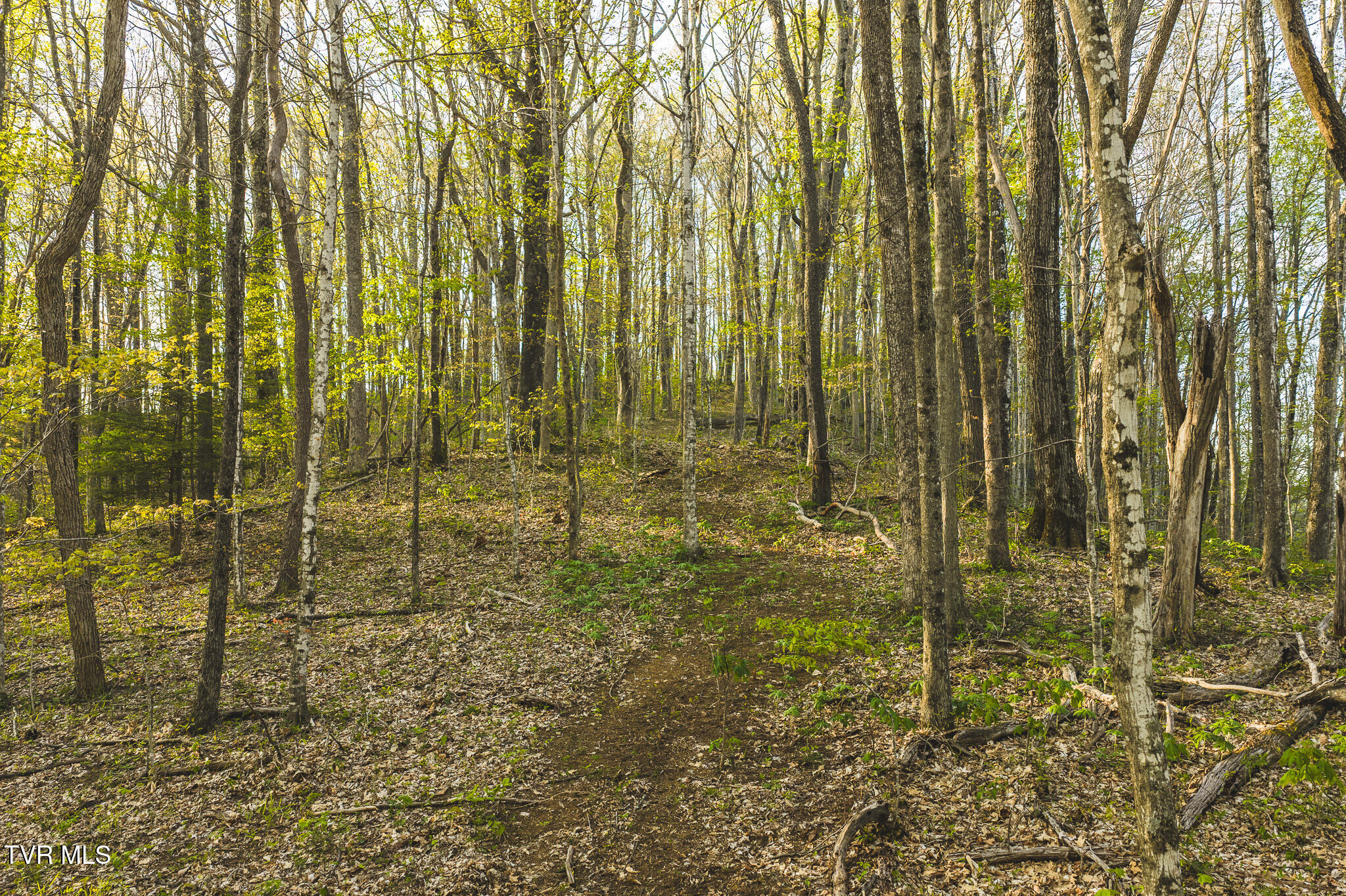 Tbd Gentry Mountain Road Flag Pond, TN 37657 - Photo 20 of 37 DJI_20260422190147_0664_D