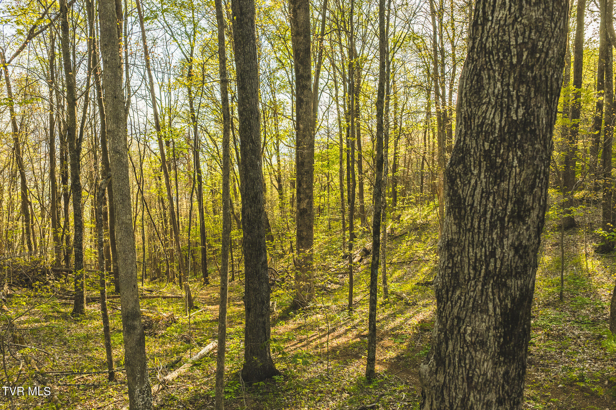 Tbd Gentry Mountain Road Flag Pond, TN 37657 - Photo 21 of 37 DJI_20260422190049_0660_D