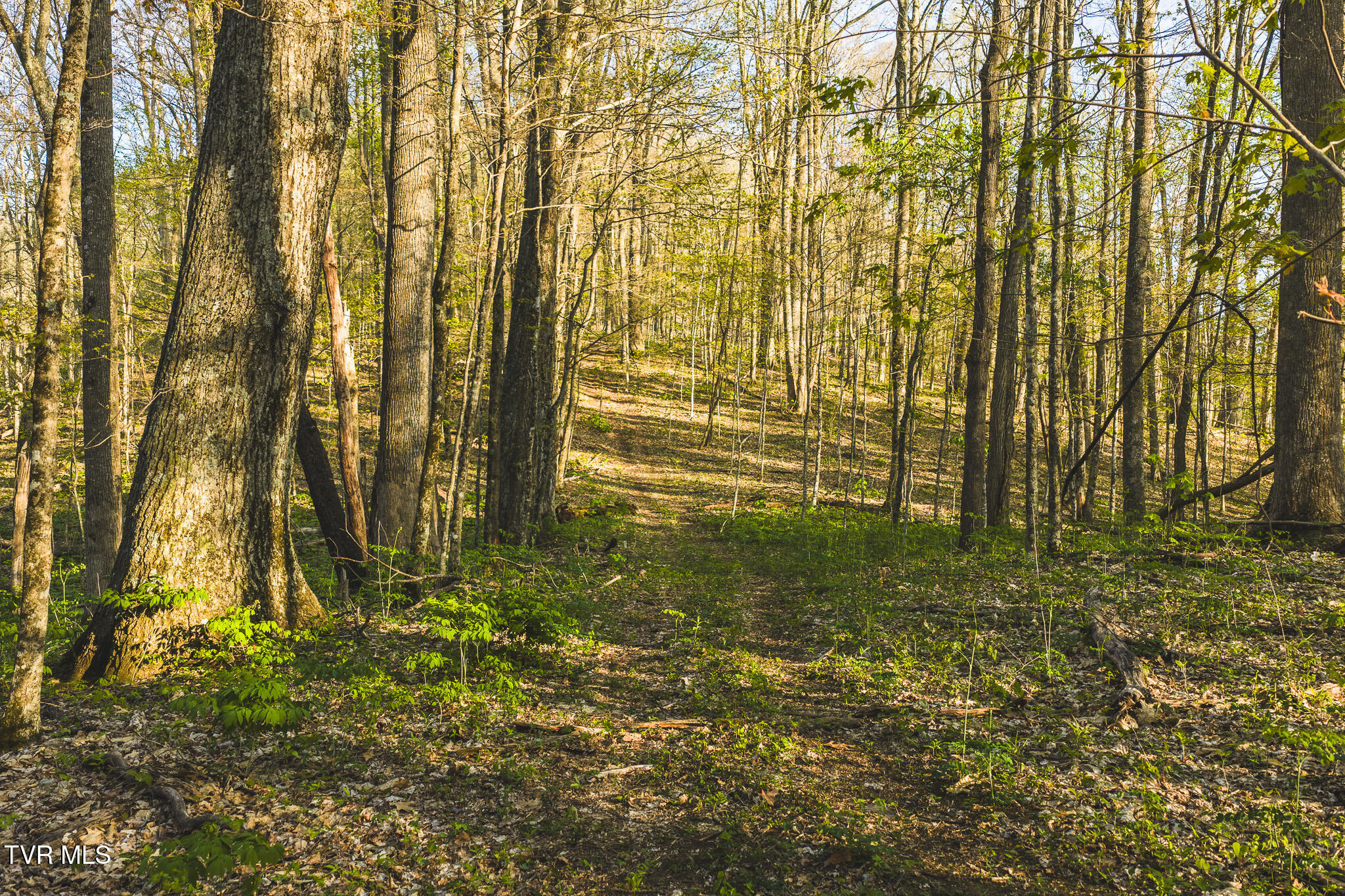 Tbd Gentry Mountain Road Flag Pond, TN 37657 - Photo 23 of 37 DJI_20260422190013_0657_D