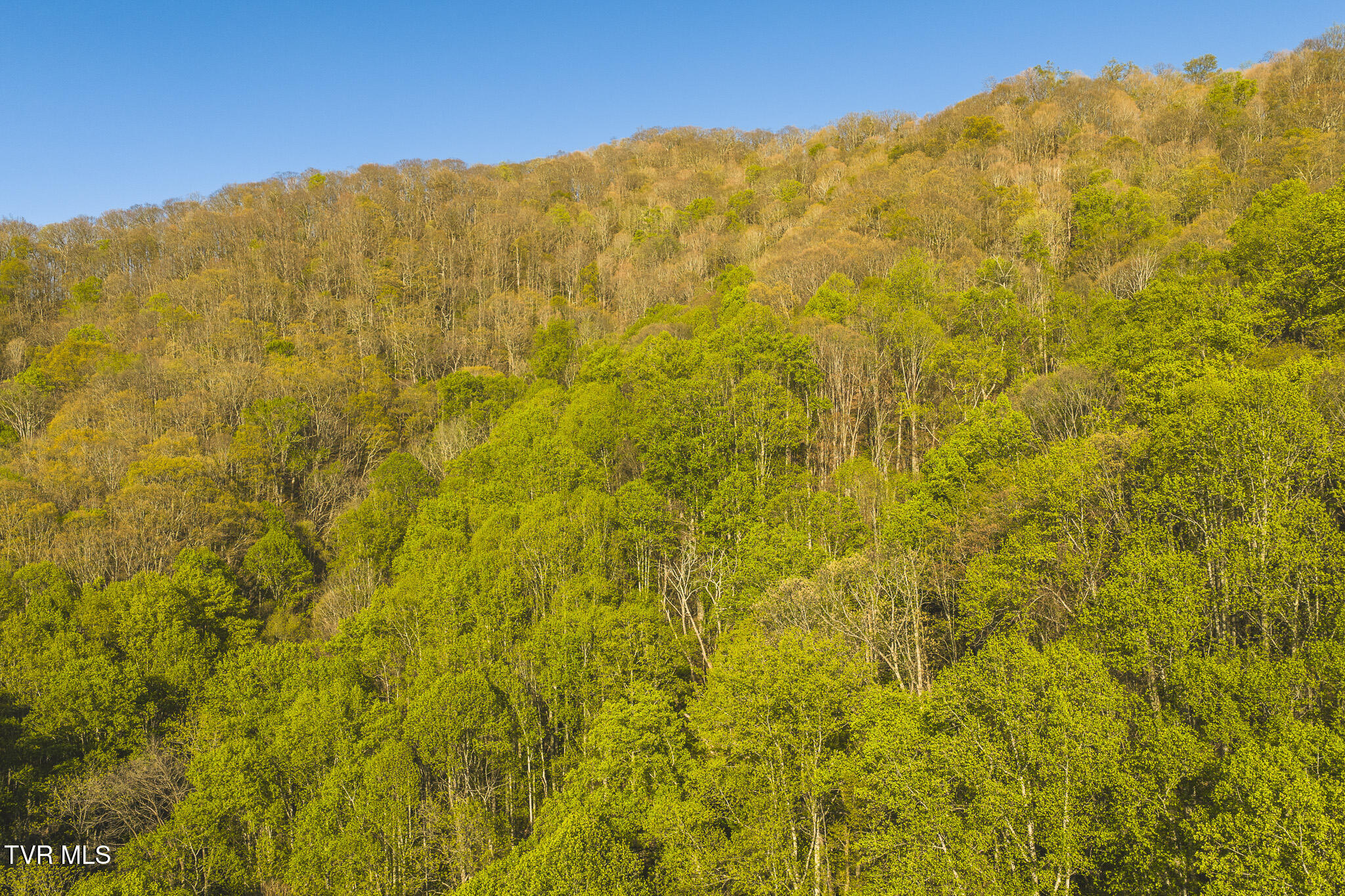 Tbd Gentry Mountain Road Flag Pond, TN 37657 - Photo 31 of 37 DJI_20260422183540_0641_D