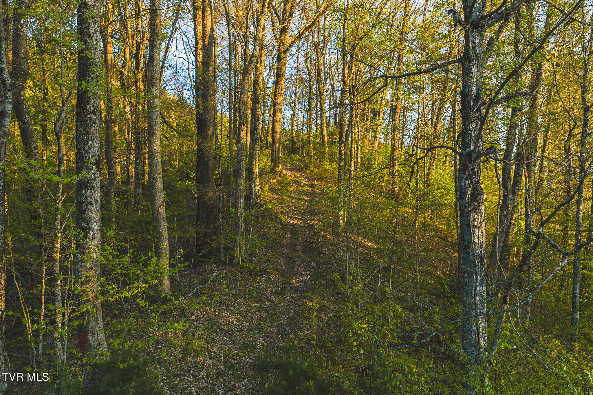 Tbd Gentry Mountain Road Flag Pond, TN 37657 - Photo 8 of 37 DJI_20260422195014_0676_D