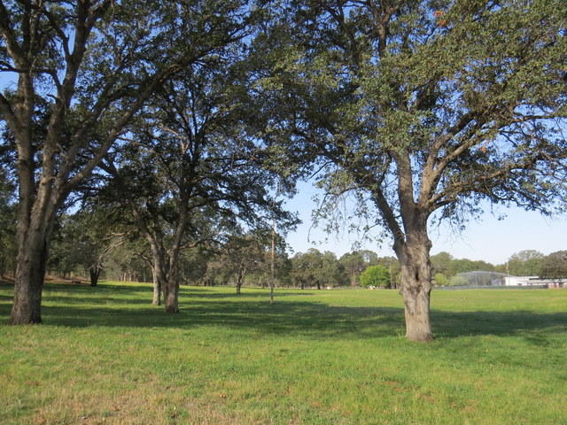 17410 Bowman Road Cottonwood, CA 96022 - Photo 20 of 24 a view of a trees in a yard