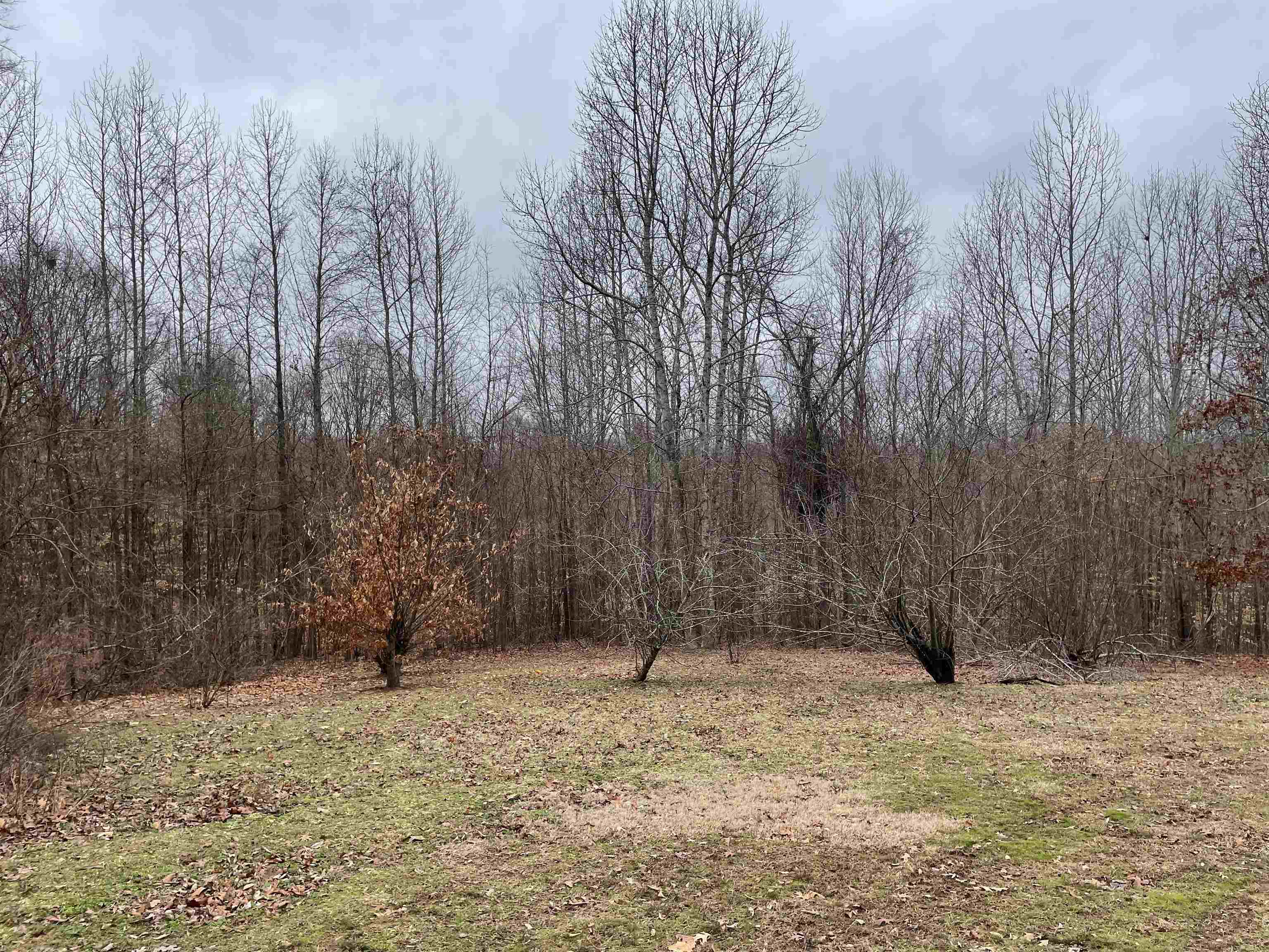 580 Gidget Road Morris Chapel, TN 38361 - Photo 17 of 29 View of nature