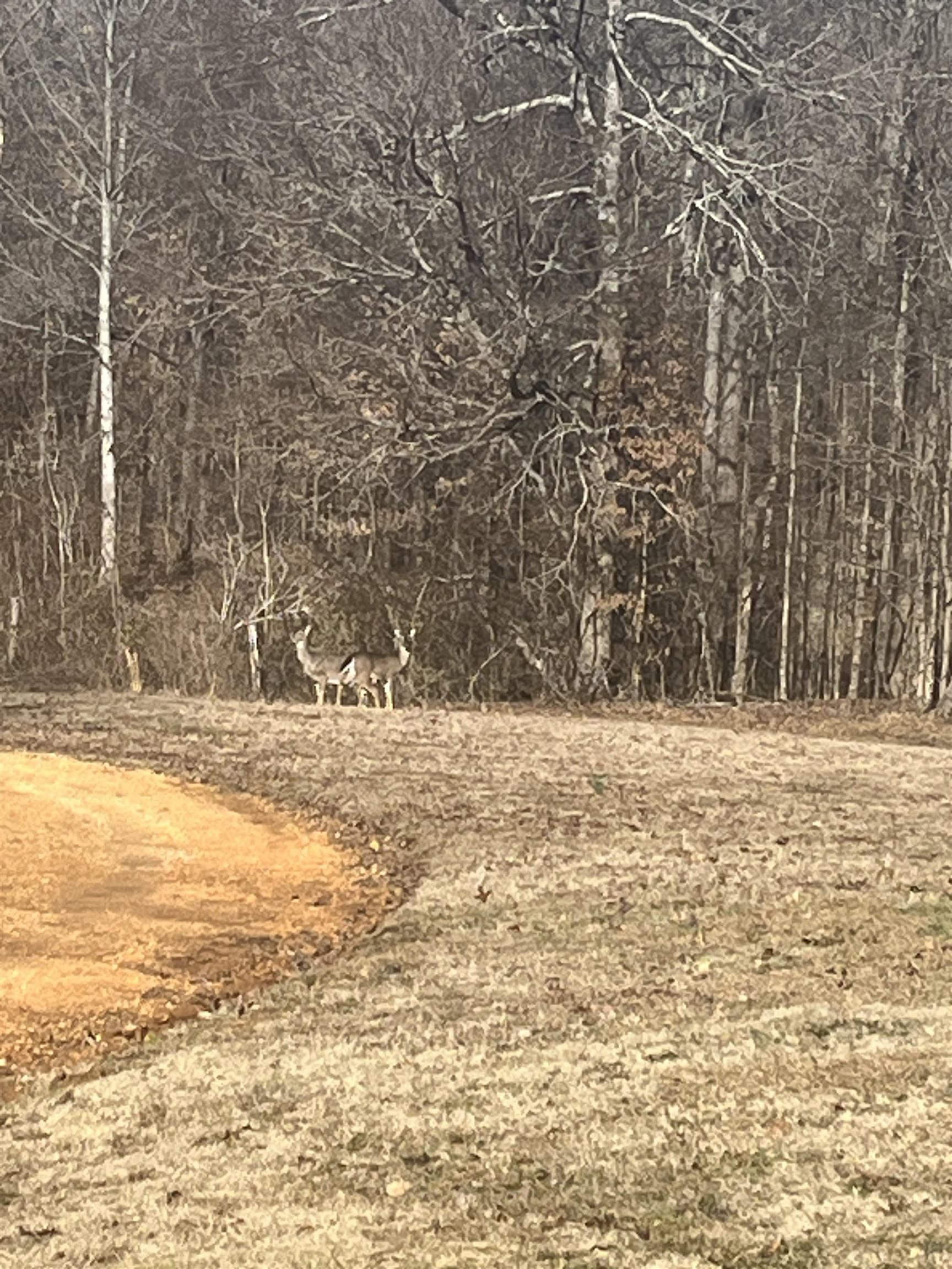 580 Gidget Road Morris Chapel, TN 38361 - Photo 28 of 29 Deer in front yard