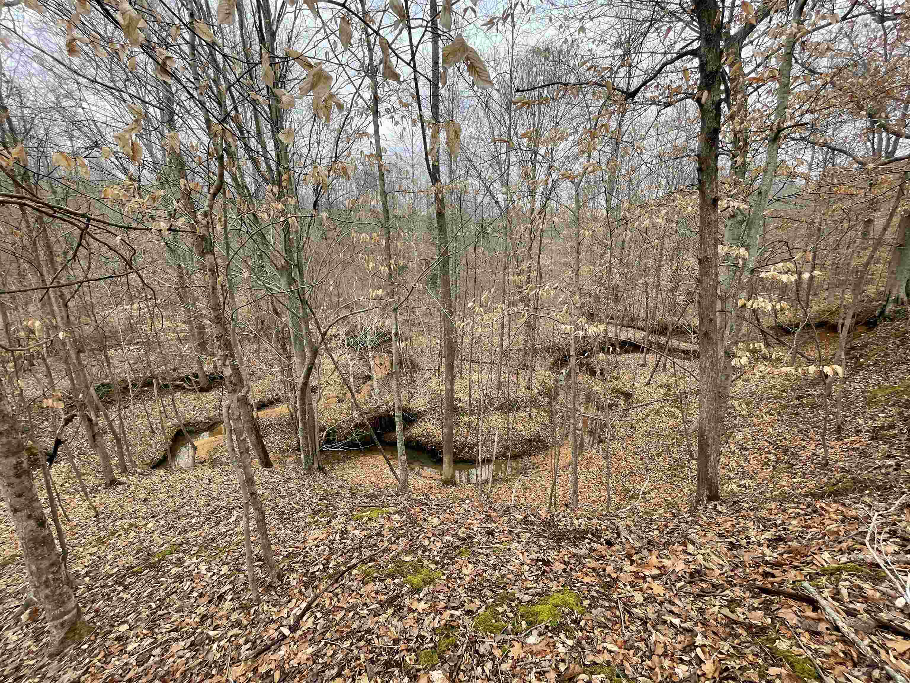 580 Gidget Road Morris Chapel, TN 38361 - Photo 4 of 29 View of nature