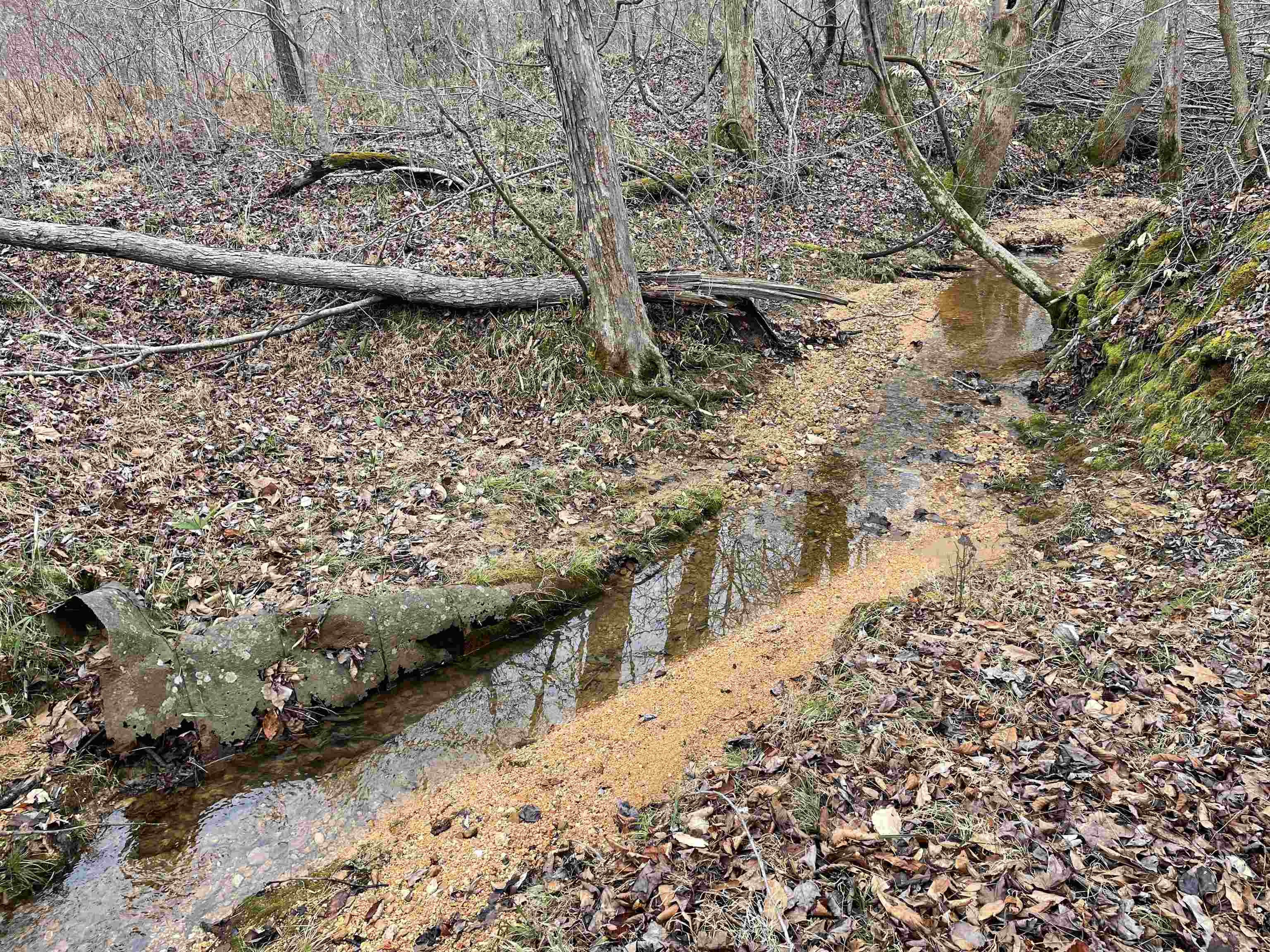 580 Gidget Road Morris Chapel, TN 38361 - Photo 6 of 29 View of local wilderness