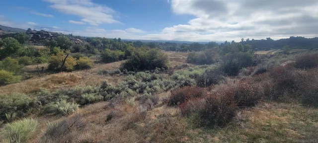 a view of a field of trees