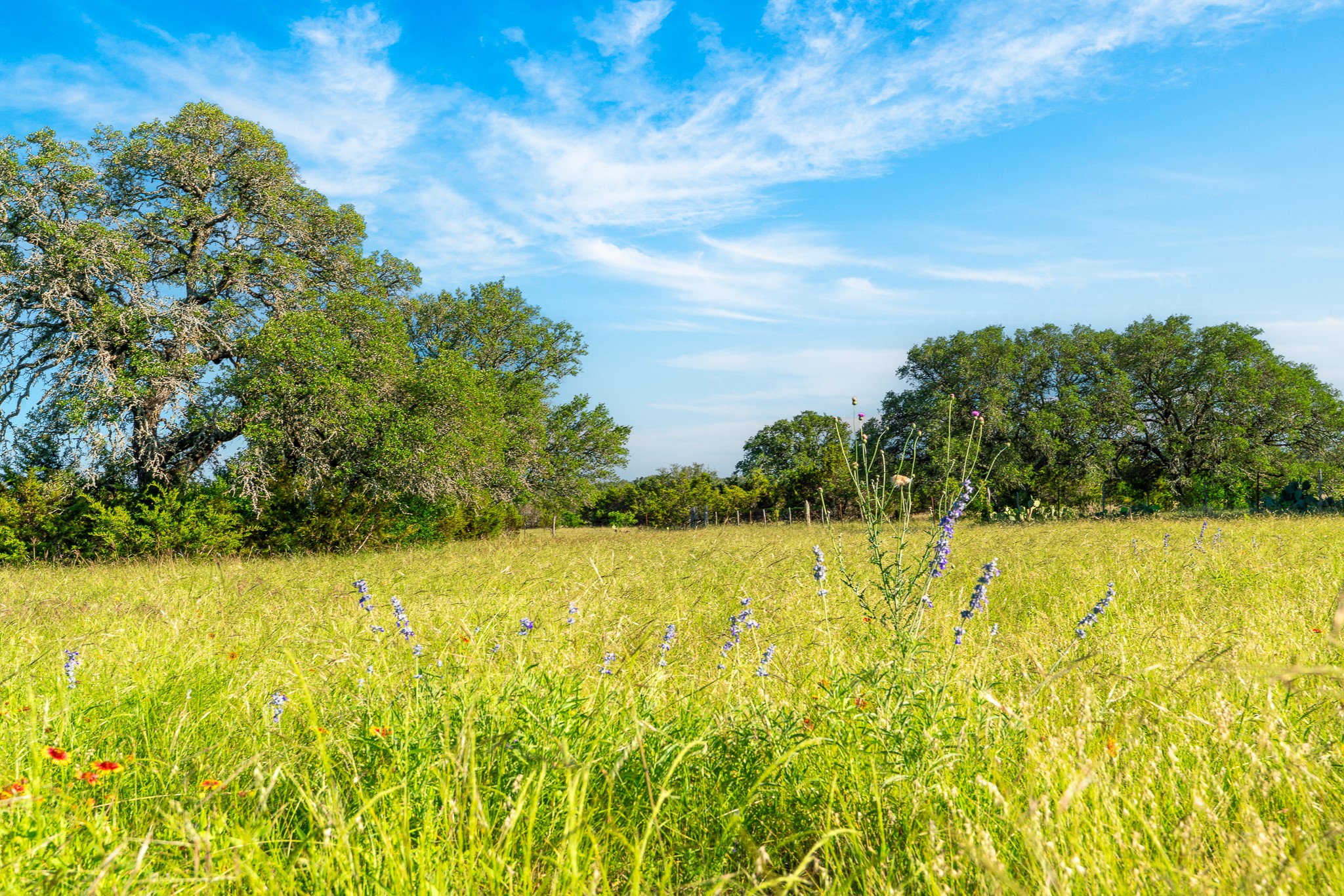 32 Feild Ranch Road Burnet, TX 78611 - Photo 18 of 40 A verdant field of tall grasses under an azure sky provides a serene backdrop for building.