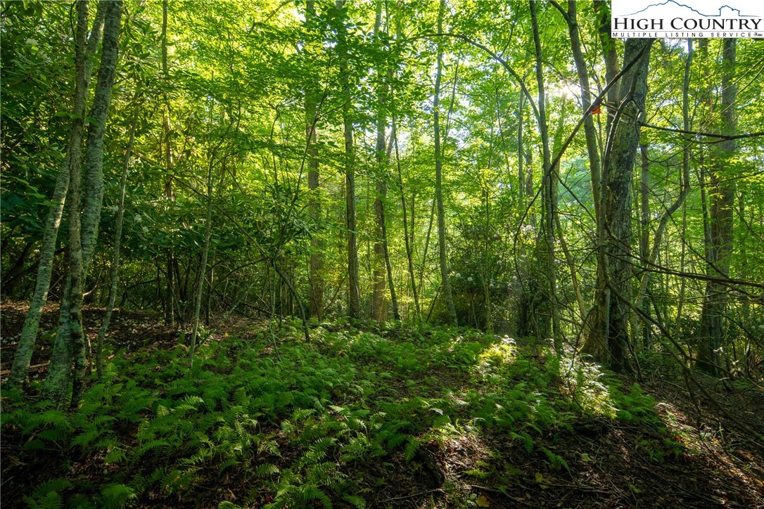 Boulder Creek Drive Boone, NC 28607 - Photo 13 of 32 a view of lush green forest