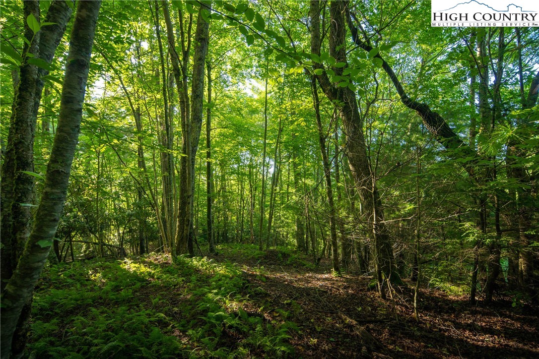 Boulder Creek Drive Boone, NC 28607 - Photo 16 of 32 a view of outdoor space and green space
